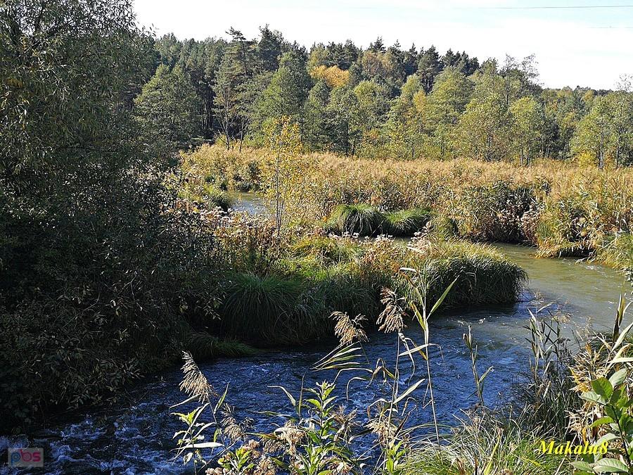 Meandry Białej