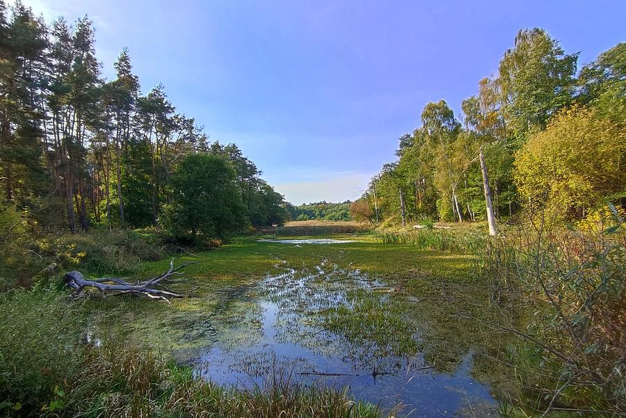 Mokradła na Nadwarciańskim, jeszcze w słońcu