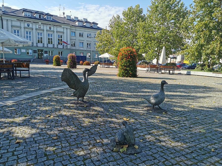 Gęsi na rynku
