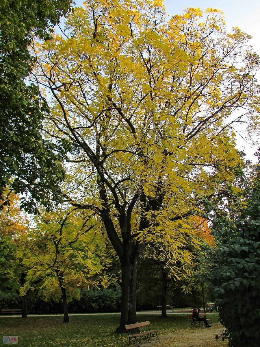 Orzech czarny