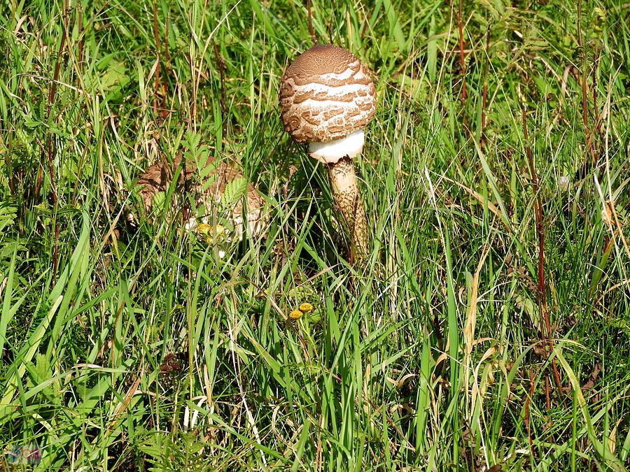 Kanie w pobliżu jeziora Świdwie.