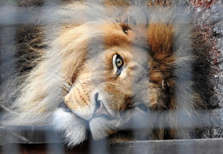 Śpiący Leoś na mnie spojrzał, poznańskie ZOO