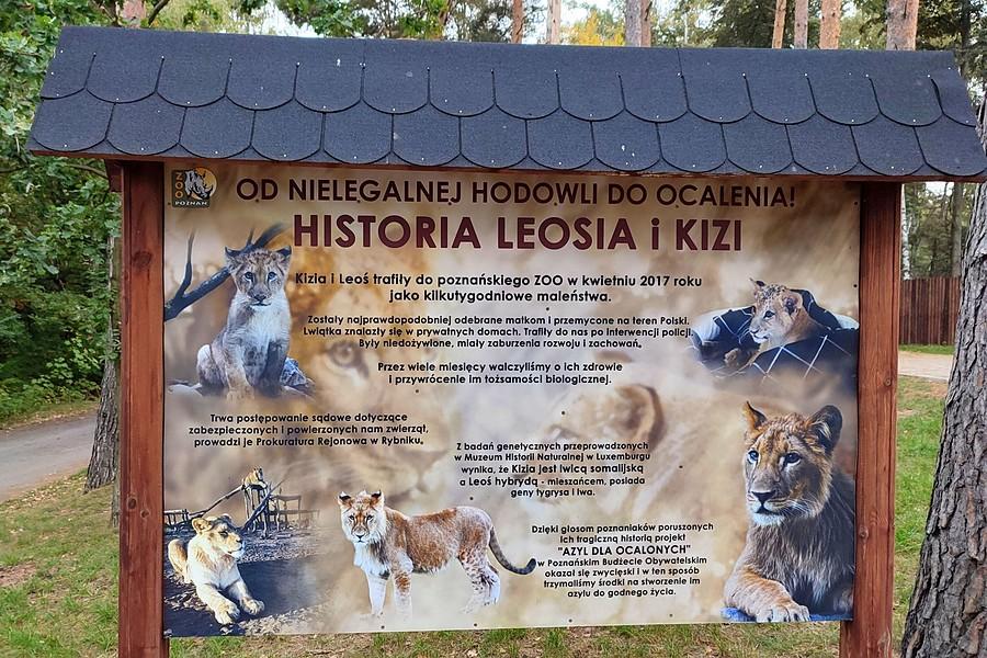 Tablica informacyjna o uratowaniu Leosia i Kizi, ZOO Poznań