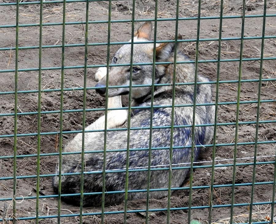 Spojrzenie w oczy wilka, nawet przez kraty, robi wrażenie, ZOO Poznań