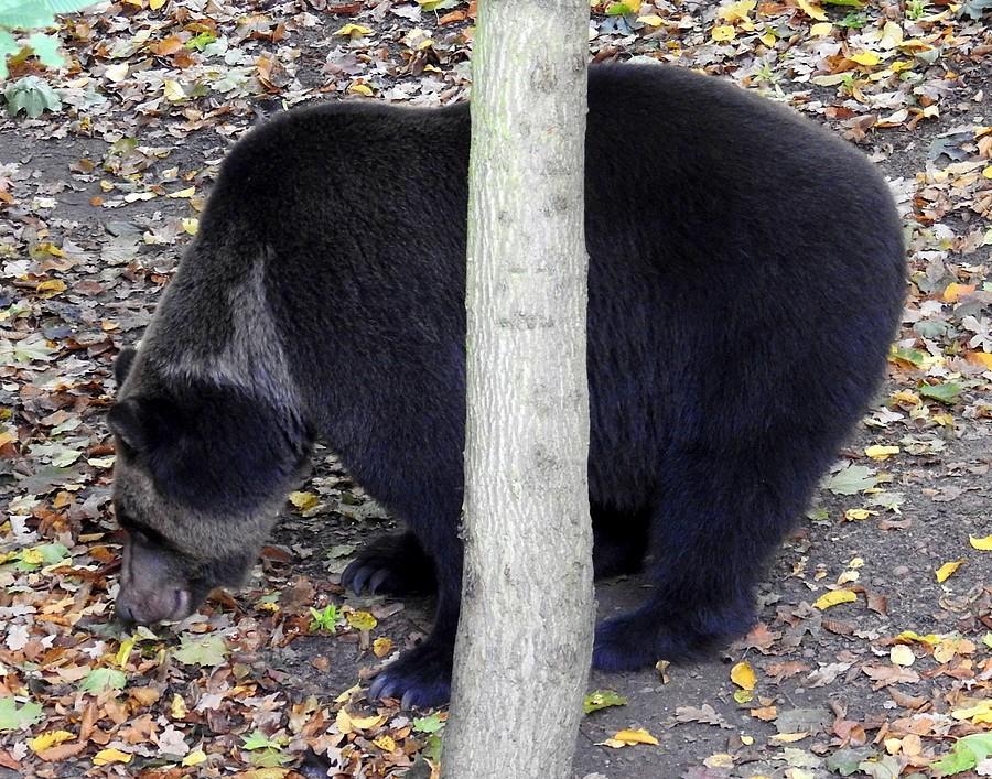 Niedźwiedź brunatny szukający jedzenia, ZOO Poznań