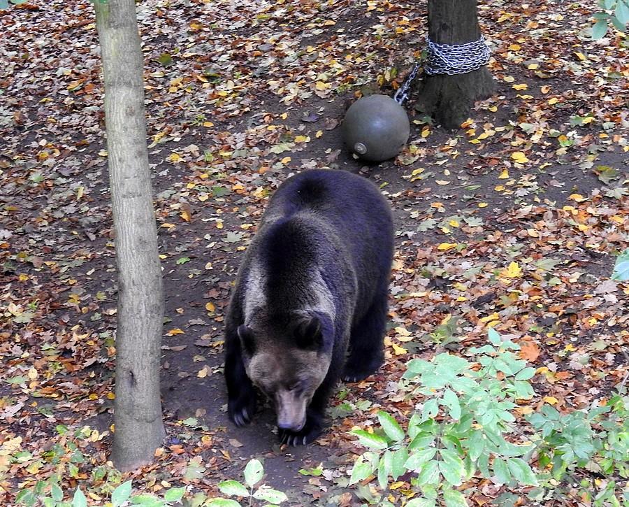Jeden z niedźwiedzi, ZOO Poznań