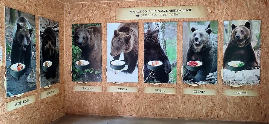 Wystawa niedźwiedzi w poznańskim ZOO, w większości uratowanych z tragicznych warunków