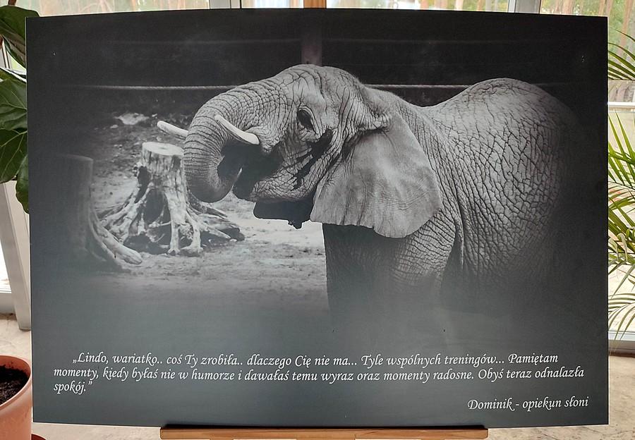 Epitafium dla zmarłej słonicy Lindy, ZOO Poznań