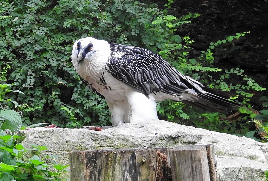 Spojrzenie w oczy orłosępa, ZOO Poznań