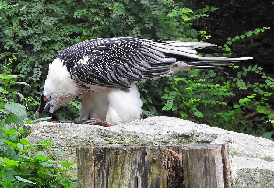 Orłosęp przy obiedzie, ZOO Poznań