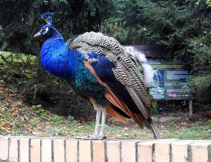 Paw na wolności, ZOO Poznań