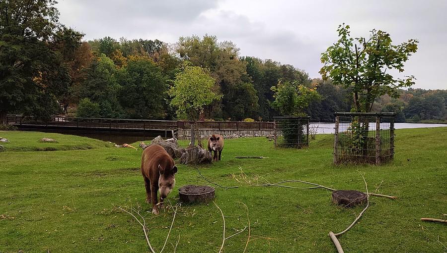 Wyspa Ameryki Południowej i tapiry, ZOO Poznań