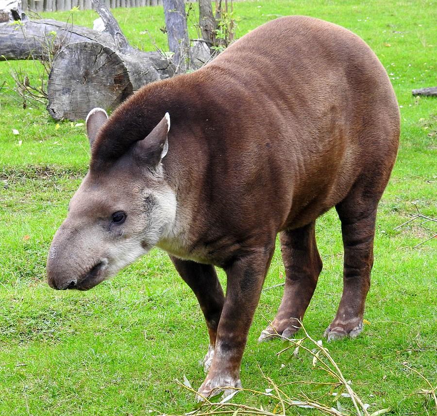 Tapir szuka jedzenia