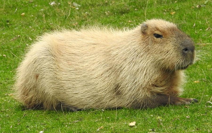 Kapibara z poznańśkiego ZOO