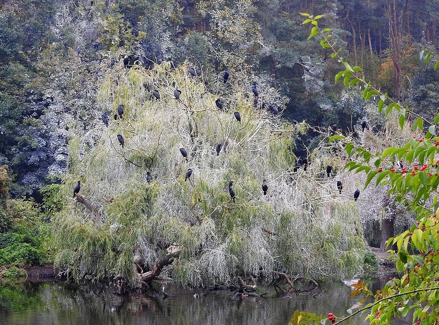 Drzewo pełne dzikich kormoranów w poznańskim ZOO