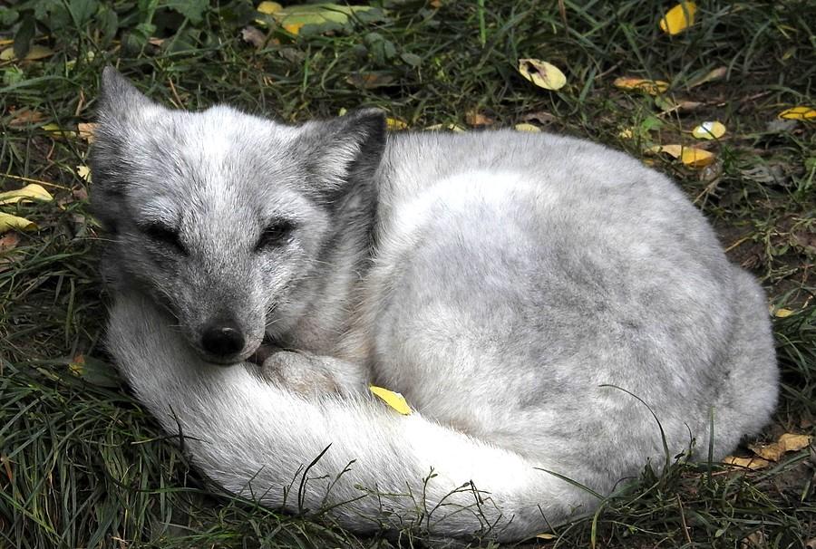 Uratowany lis, któy miał skończyć jako futro, ZOO Poznań