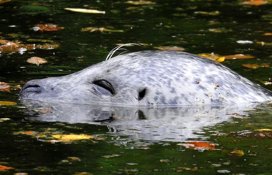 Senna foka, ZOO Poznań