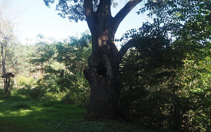 Dziurawe drzewo
