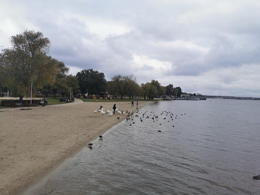 Łabędzie i kaczki Nieporęcie