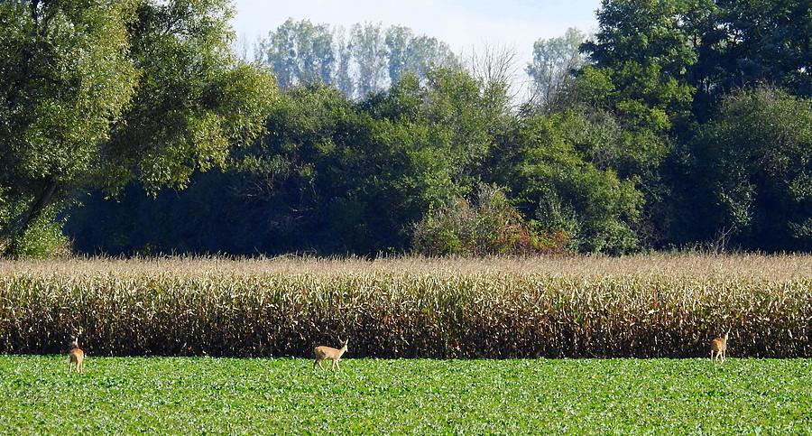Sarny wracają buszować w zbożu