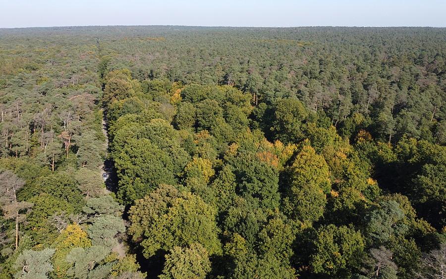 Cały urok lasów w WPN. Jesienne barwy się lekko spóźniają (by dron)