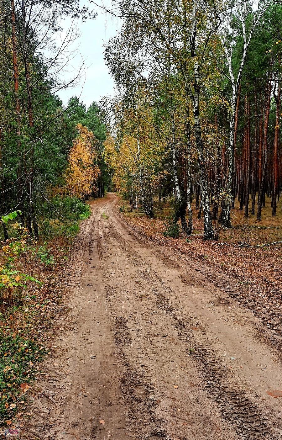Jesień w lesie