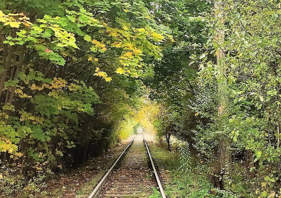Tunel z liści na drezynowej linii na Osową Górę