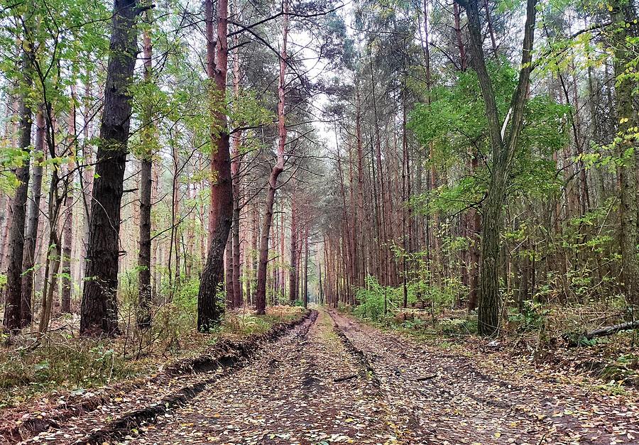 Obszar Natura 2000? A kij z nią - do wycięcia! :/ Polska A.D. 2021