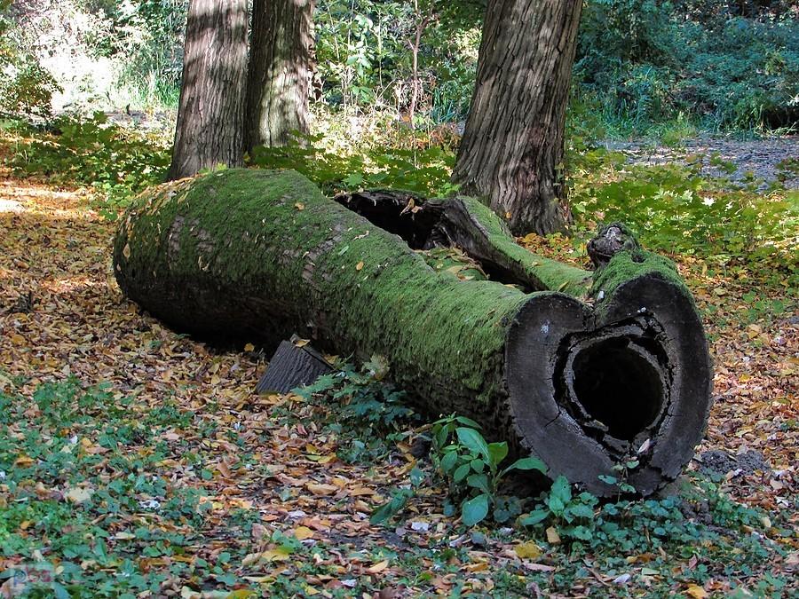 Serduszkowa kłoda