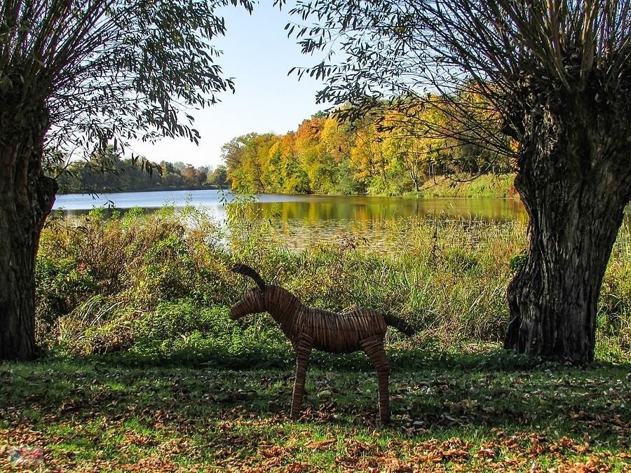 Osiołek nad jeziorem Rokola