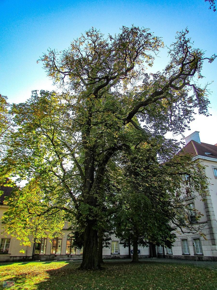 Kasztanowiec przy pałacu