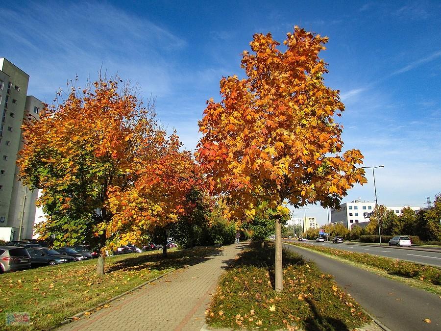 Złocą się klony w al. Komisji Edukacji Narodowej na Ursynowie