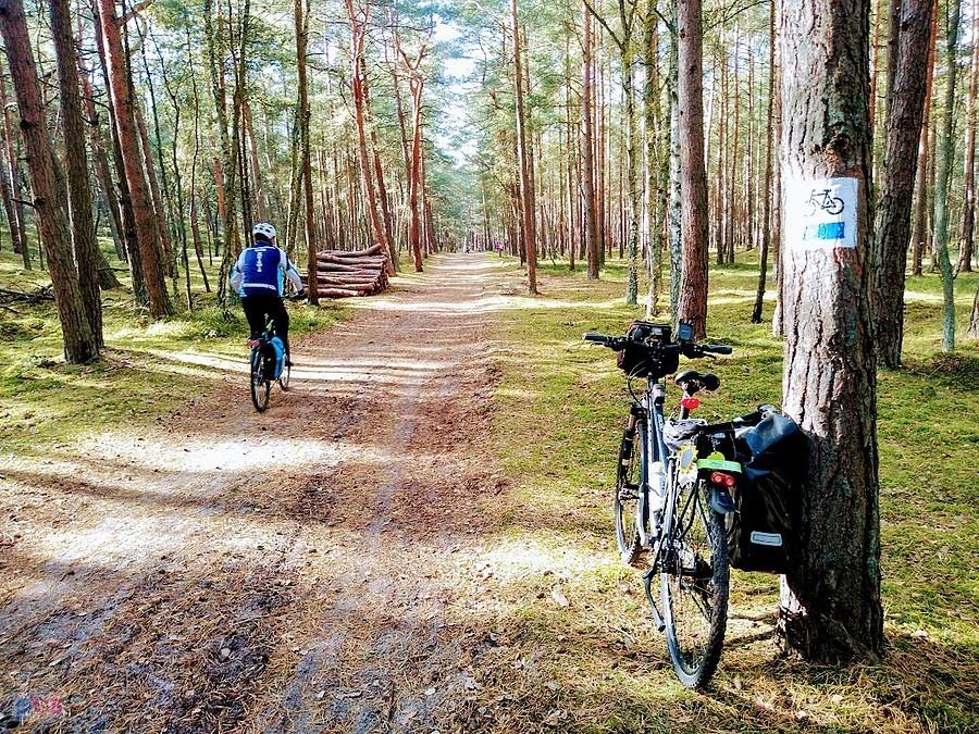 Rowerzyści na leśnym szlaku