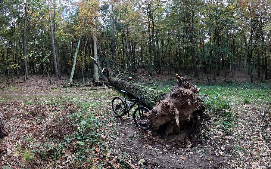 Skutki ostatniej wichury