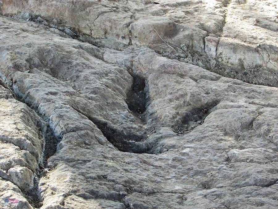 Ślad pozostawiony przez dinozaura
