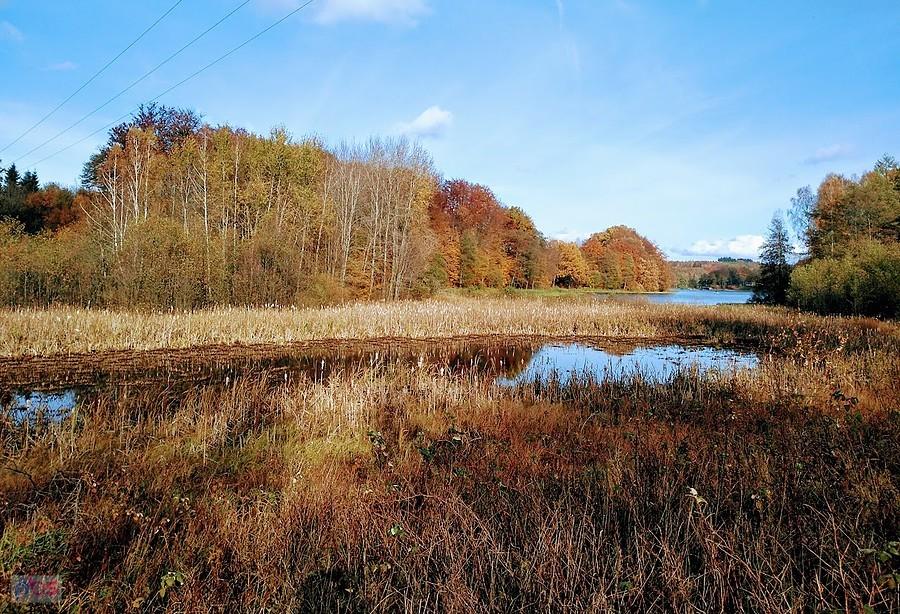 Jesienny krajobraz nad mokradą