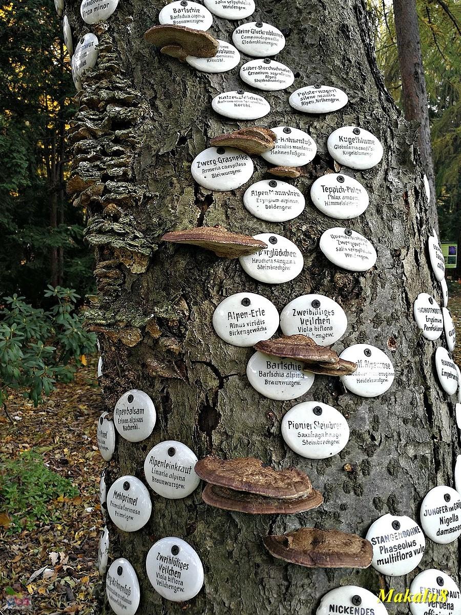 Miejski Ogród Botaniczny
