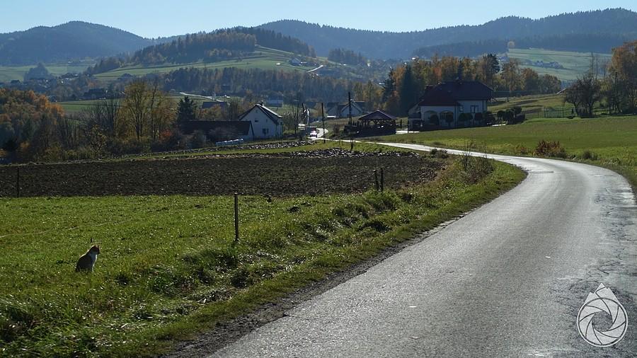 droga w górki nad Żeleźnikową i sierściuch polujący na trawę