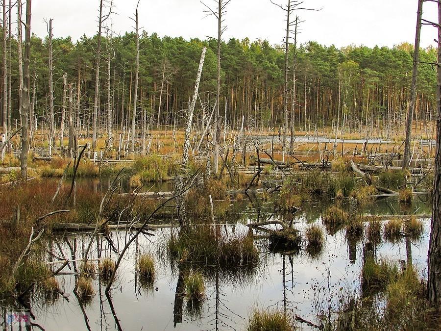 Torfowisko "Gołe Bagno" jest największą atrakcją rezerwatu