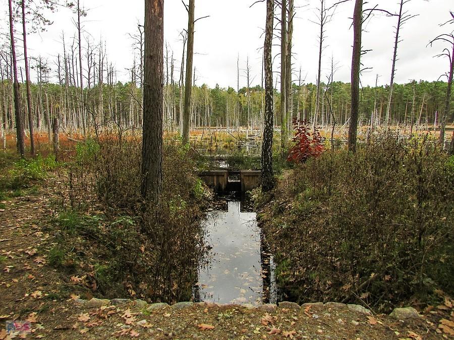 Torfowisko połaczone jest z innymi mniejszymi bagienkami