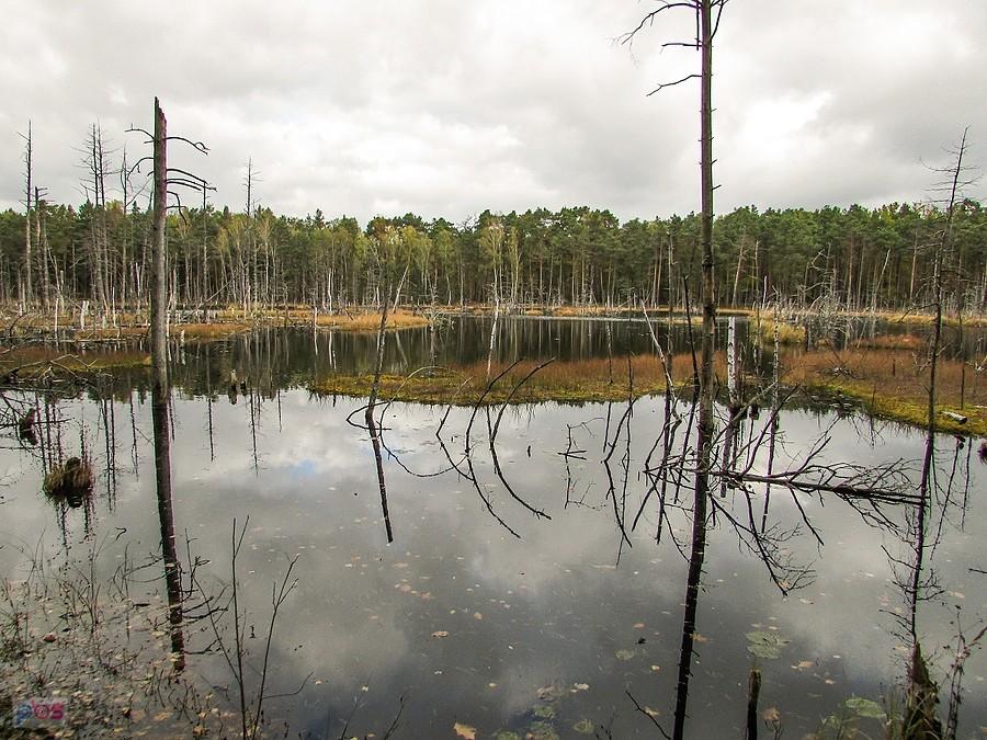 Centralną część torfowiska pokrywa woda