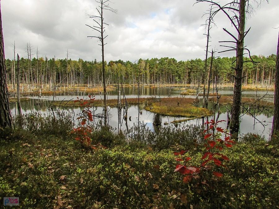 Wokół Gołego Bagna poprowadzona jest trasa turystyczna