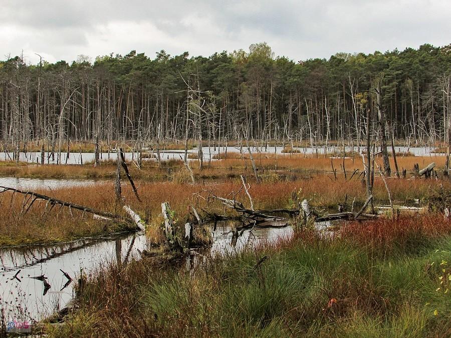 Widok z wydmy na północnych obrzeżach torfowiska