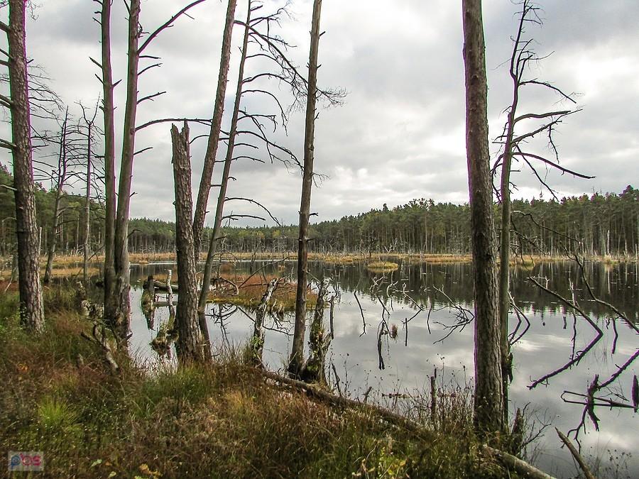 Widok w kierunku wschodnich obrzeży torfowiska