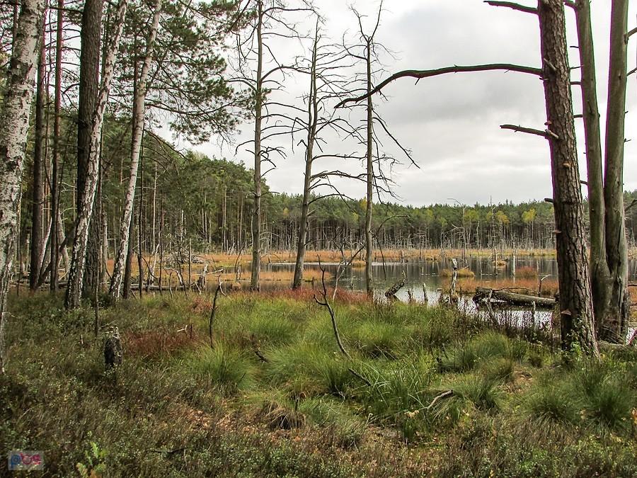 Zachodni brzeg torfowiska "Gołe Bagno"
