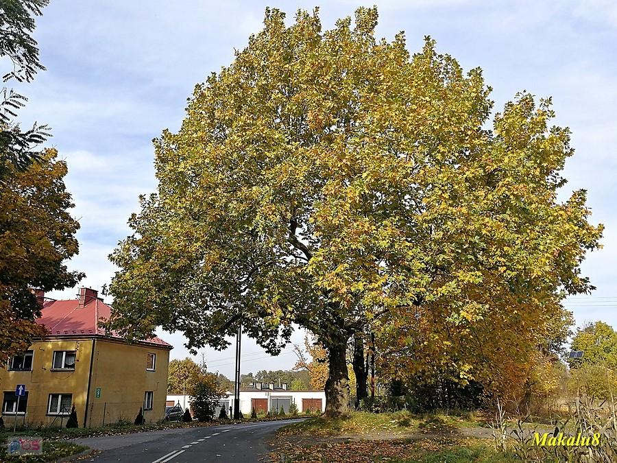 Platan "Karol"