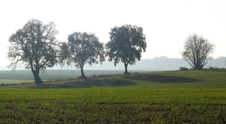Pejzaż w Lisówkach. Mała kropka w środku planu to myszołów