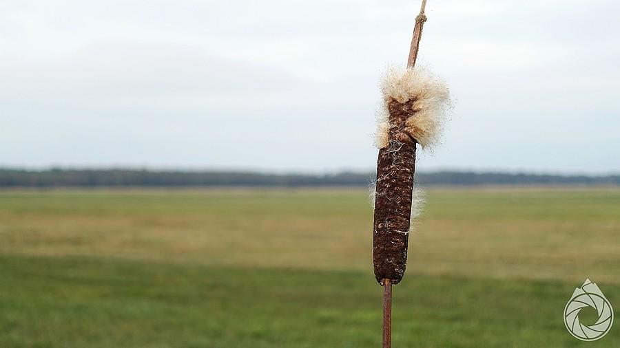 nature's hot-dog