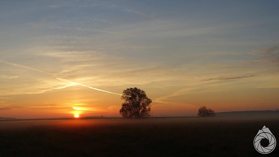 Wschód słońca nad polem z dwoma drzewami