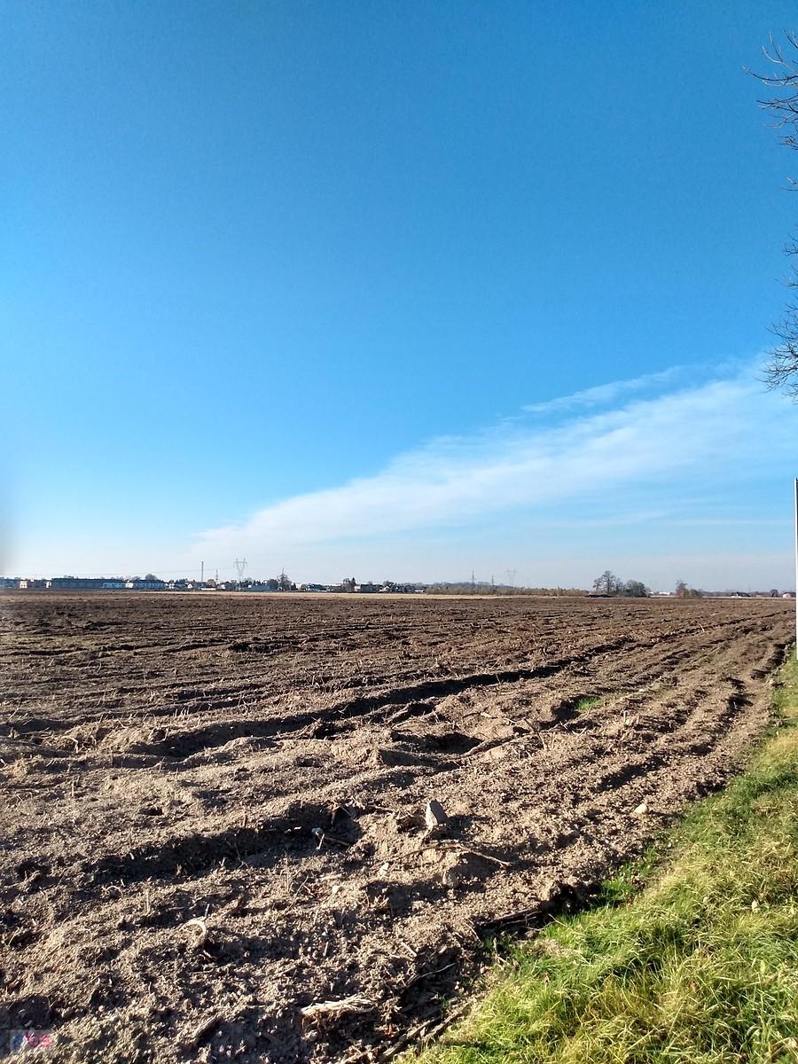 Drzewa przesadzone, po szkółce zostało gołe pole